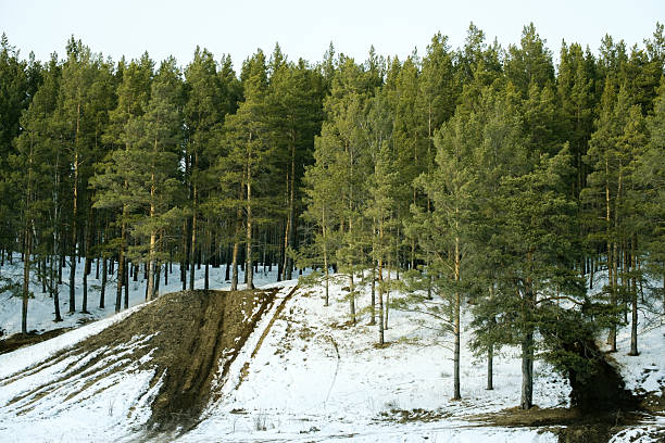 A snowy hillside with a forest of trees. The trees are bare and the snow is deep
