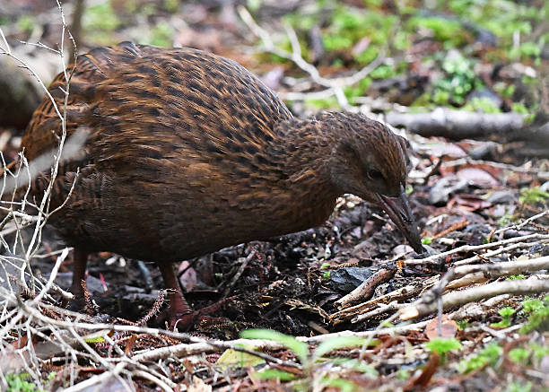 istock Weka (Gallirallus australis) foraging on the forest floor 2220281105