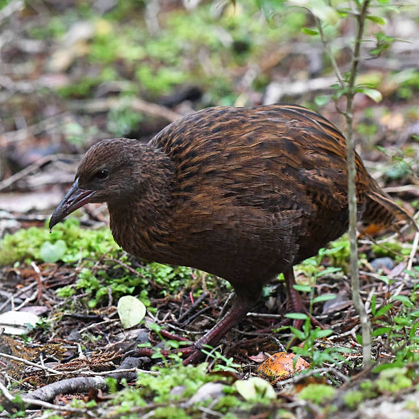 istock Weka (Gallirallus australis) foraging on the forest floor 2220281108
