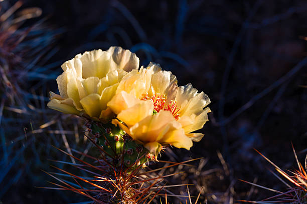 Close-up of the orange blooms of a staghorn cholla (cylindropuntia versicolor) cactus in the Sonoran desert of Arizona.