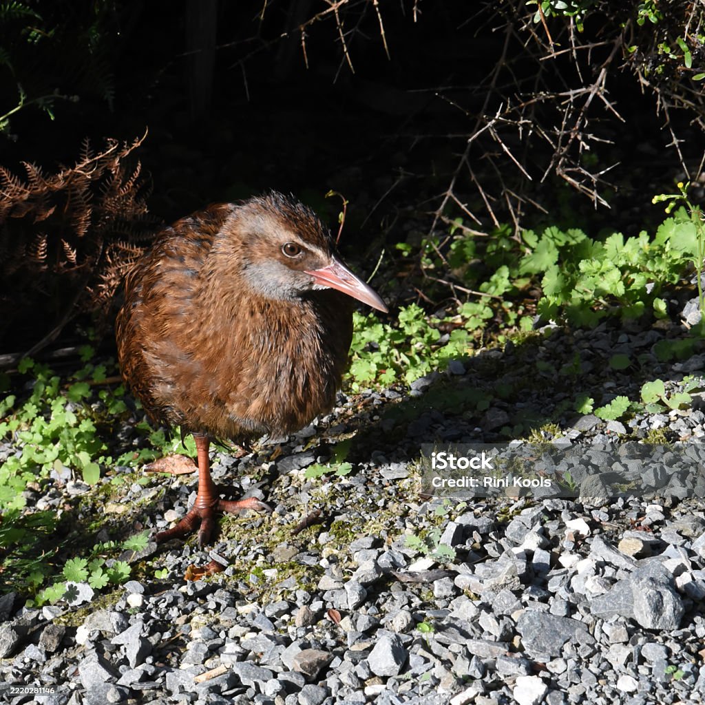 Weka (Gallirallus australis) emerging from the vegetation - Bebas Royalti Alam Foto Stok Weka (Gallirallus australis) emerging from the vegetation - Bebas Royalti Alam Foto Stok