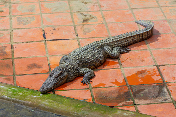 istock water bodies on the Crocodile Farm in Dalat. 2220281772