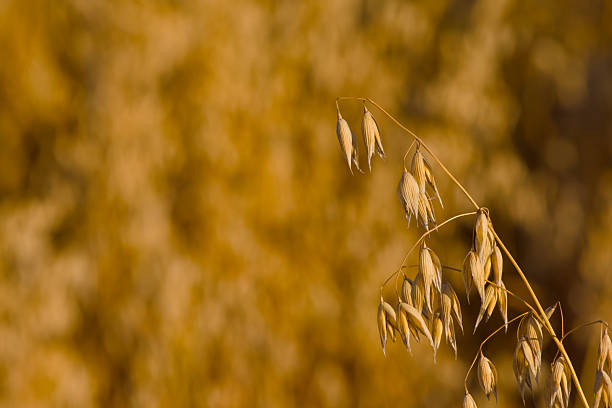 ripe ear of oats in the agricultural field