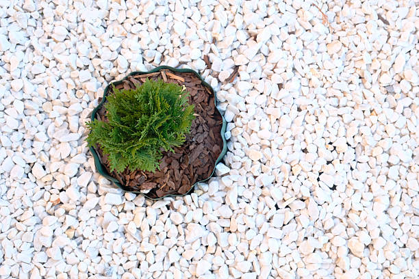 Thuja occidentalis Danica in  flowerbed filled with marble chips, from above, landscape design of  country house