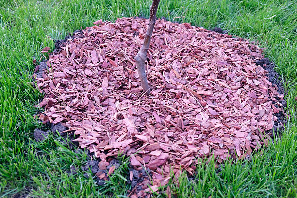istock Mulching an apple tree seedling with larch bark, gardening, caring for fruit trees 2220282510
