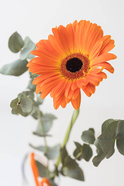 istock Cut flower. Orange beautiful Gerbera on white background 2220282523