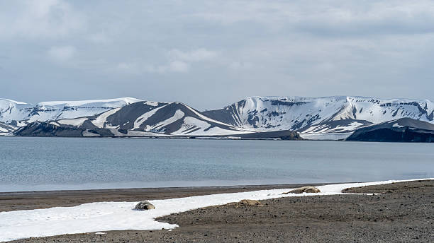 istock Weddell Seals on the beach 2220285468