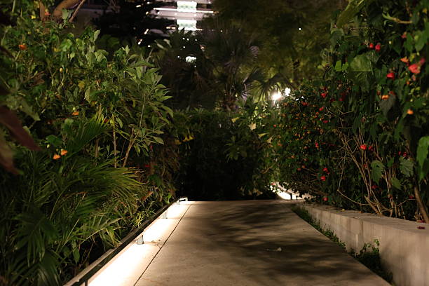 istock Monte Carlo park alley, Monaco night view 2220288069
