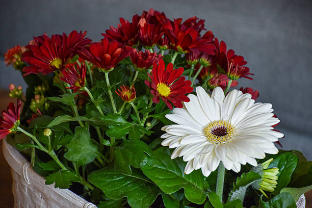 A white-painted wicker basket brimming with bright red daisies, a single creamy-white gerbera and lush green foliage, styled on a warm wood coffee table with a gray sofa softly blurred in the background.