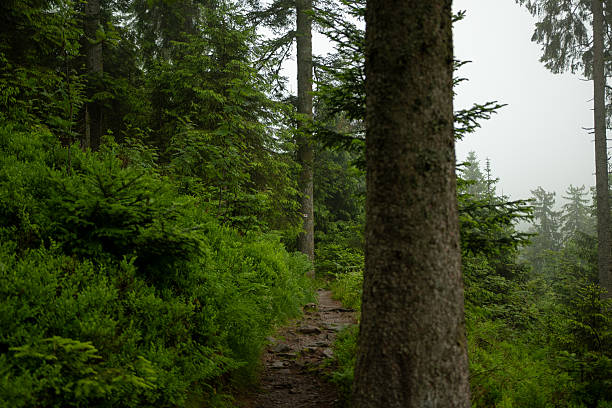 Kleiner Wanderpfad durch den Schwarzwald