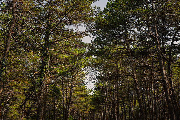 A striking pine tree stands tall under a vibrant blue summer sky on the island of Brač, Croatia. Its textured bark and intricate branching pattern create a dramatic natural silhouette against the clear sky. Captured in the Mediterranean woodland, this image highlights the rugged beauty and ecological richness of the region, perfect for themes involving nature, conservation, growth, summer, solitude, and outdoor life.