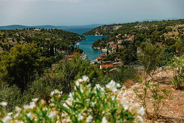 A detailed photo of blooming white oleander flowers in the foreground, captured on the island of Brač, Croatia. The blurred background reveals a scenic coastal bay surrounded by green hills and Mediterranean architecture, suggesting a peaceful summer vibe. The image blends natural flora with travel and landscape aesthetics, ideal for themes like nature, summer tourism, flora of the Mediterranean, or botanical beauty with an Adriatic twist.