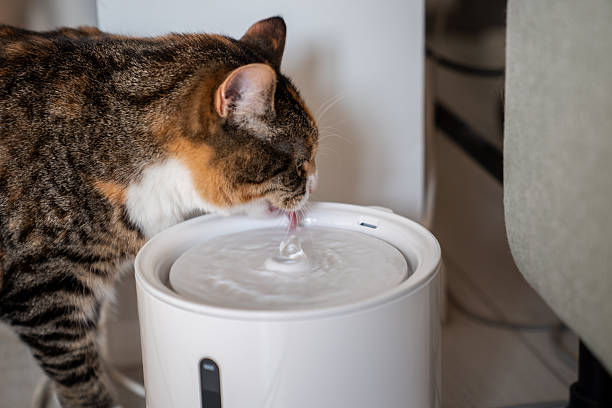 istock Calico cat drinking from automatic water dispenser, closeup. Modern smart drinker for pet 2220290221