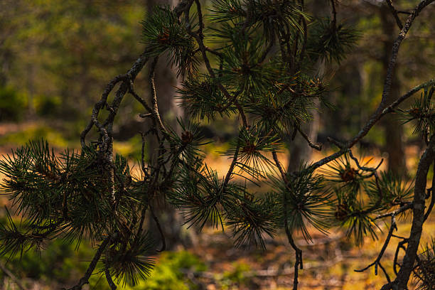 A striking pine tree stands tall under a vibrant blue summer sky on the island of Brač, Croatia. Its textured bark and intricate branching pattern create a dramatic natural silhouette against the clear sky. Captured in the Mediterranean woodland, this image highlights the rugged beauty and ecological richness of the region, perfect for themes involving nature, conservation, growth, summer, solitude, and outdoor life.