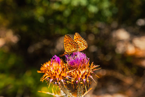 A vivid macro photograph of an orange speckled butterfly delicately perched on a blooming wild thistle in Brac, Croatia. The contrasting colors of the butterfly's patterned wings and the vibrant purple and orange thistle create a striking summer nature scene. Captured in natural daylight with a soft bokeh background, this image is ideal for themes related to biodiversity, pollination, insects, Mediterranean flora, or seasonal change.
