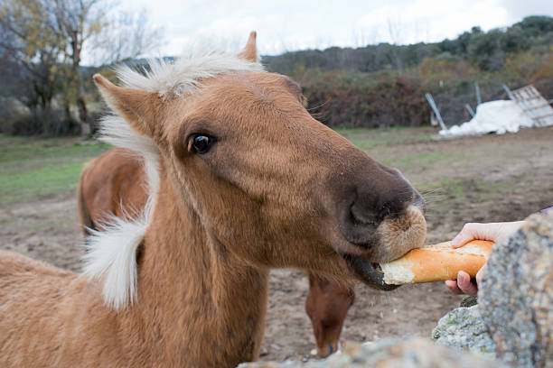 Unrecognizable woman feeding a horse with bread. Close up of horse head. Spain