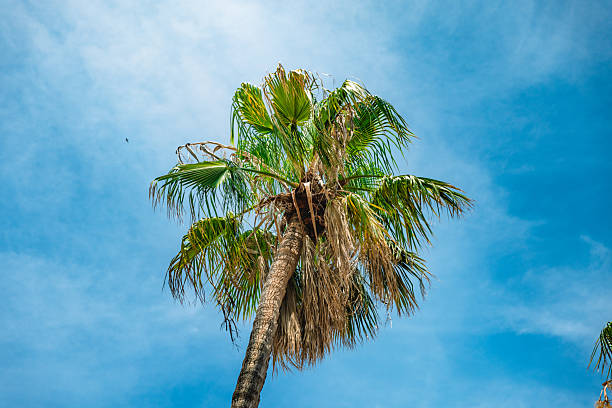 A bright summer scene on the island of Brač in Croatia, featuring tall palm trees standing above traditional Dalmatian stone houses. The vibrant blue sky and warm Mediterranean light evoke a laid-back, coastal atmosphere, perfect for vacation and travel imagery.