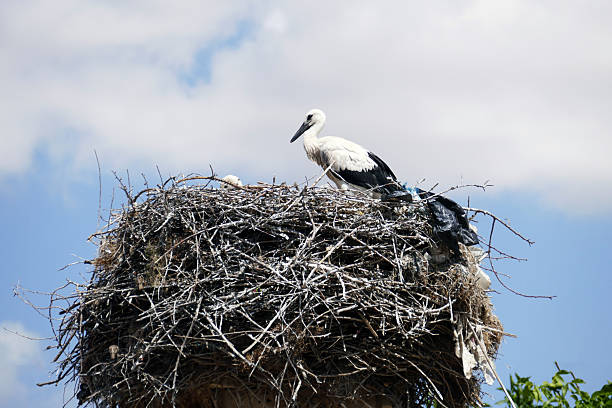 istock Storks returning to their nests in spring have built a nest on a pole in the settlement area, 2220291993