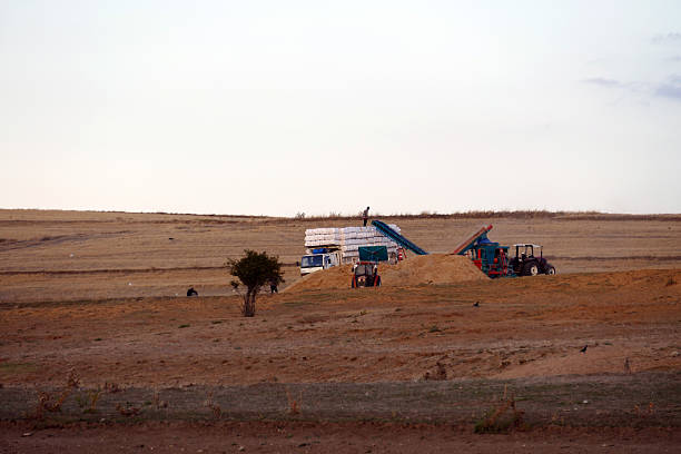 workers loading hay onto the truck, general shot of workers working,
