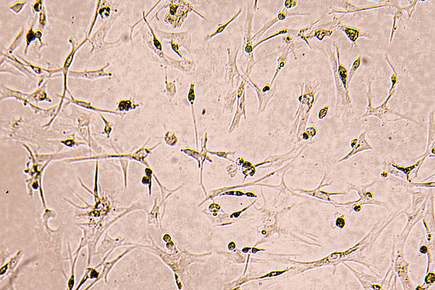 istock Glioblastoma cell culture. 2220293426