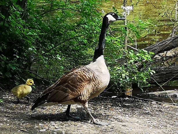 istock A single goose and a gosling 2220296206