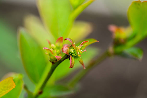Small blueberry bush with blooming buds. Future harvest. Selective focus.