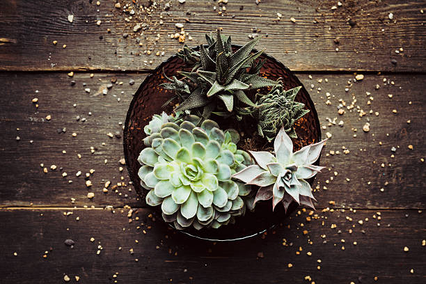 Succulent plant in glass flower pot. Selective focus. Shot from above.