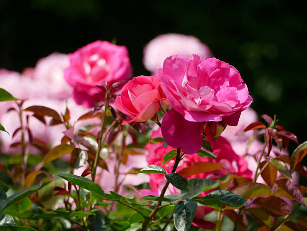 570+ Polyantha Rose Stock Photos, Pictures & Royalty-Free Images