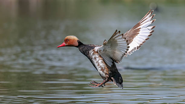 istock Red-crested Pochard bird flying over the lake 2220302090