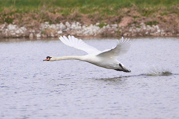 istock Mute swan in flight landing on water 2220303628