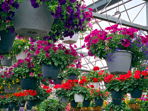istock Hanging Flower Pots In a Greenhouse 2220306178