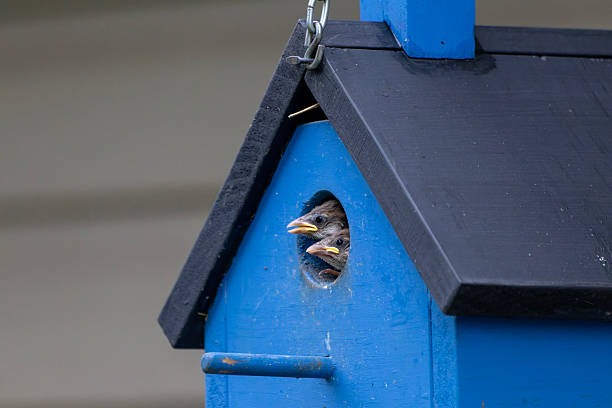 Two baby birds peek through the round opening of a blue birdhouse, beaks open and alert as they await their parent.