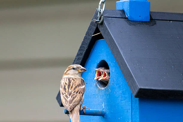 Close-up of a sparrow feeding its chicks at a bright blue wooden birdhouse. The chicks are seen with beaks wide open, waiting for food.