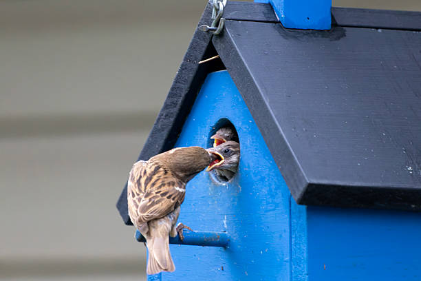 Sparrow bird is standing on the outside of home.