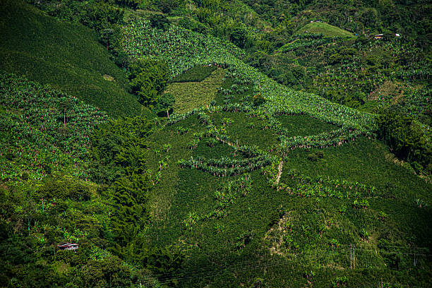 Colombian coffee landscapes in the mountains of the central mountain range