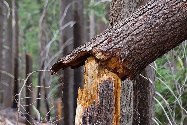 Broken Tree Trunk in Forest - Yosemite National Park