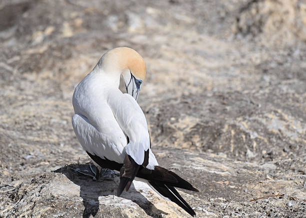 istock Australasian Gannet (Morus serrator) preening itself 2220307711