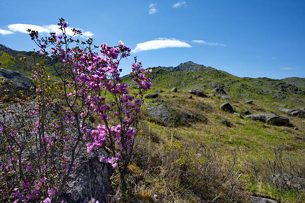 Russia. Mountain Altai. A flowering bushes of Ledebur rhododendron (maralnik) on the slopes of the mountains along the Chuysky tract near the village of Kupchegen.