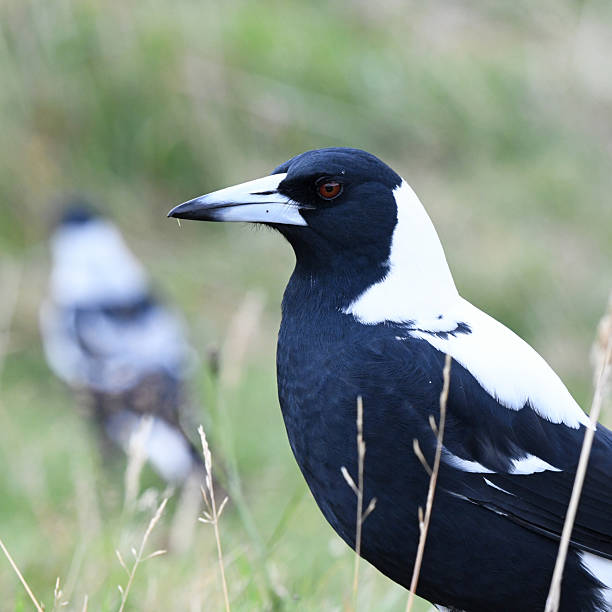 istock Portrait of Australian Magpie (Gymnorhina tibicen) 2220308025