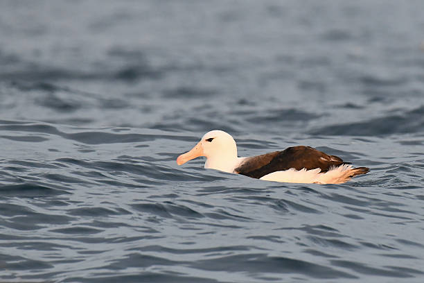 istock Black-browed Mollymawk or Black-browed Albatross (Diomedea melanophrys) 2220308398