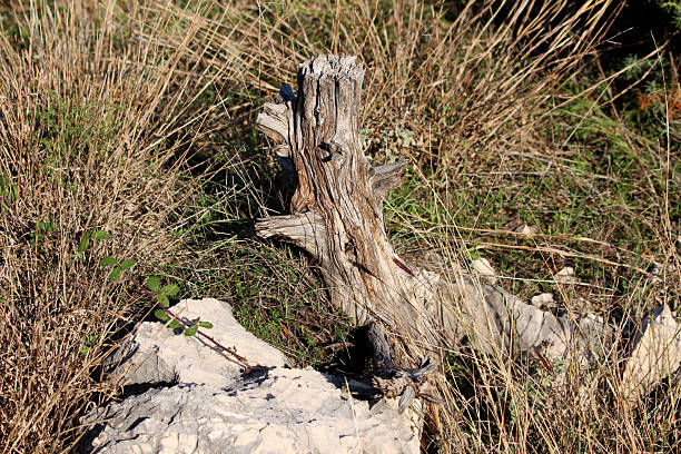 A sun-bleached tree stump with rugged texture stands among dry grasses and scattered limestone rocks, blending into the wild, natural landscape and evoking resilience and the passage of time