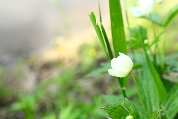 White honeysuckle flowers with yellow stamens surrounded by bright green leaves in forest shade.