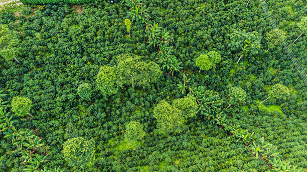 istock Coffee mountains in Colombia 2220311814