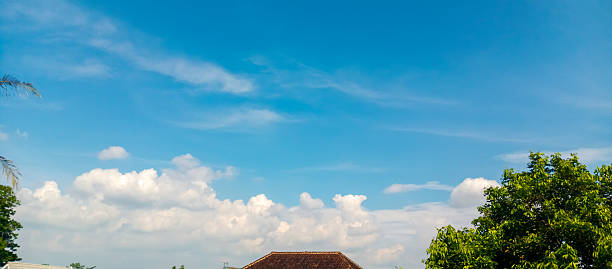 green trees and blue sky with white clouds, taken from a low angle