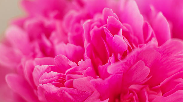 istock Peony macro photography. Abstract flower background 2220318523