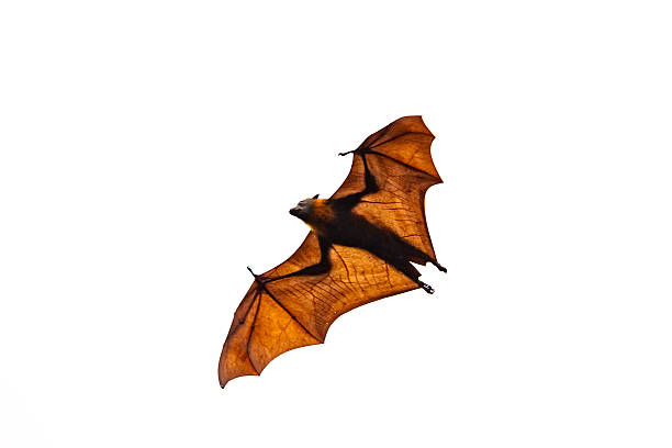 istock A flying fox (Pteropus spp.) soaring overhead, isolated against a white background with sunlight illuminating the delicate membrane of its outstretched wings 2220318969