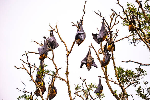 istock A flying fox (Pteropus spp.) soaring overhead, isolated against a white background with sunlight illuminating the delicate membrane of its outstretched wings 2220318981