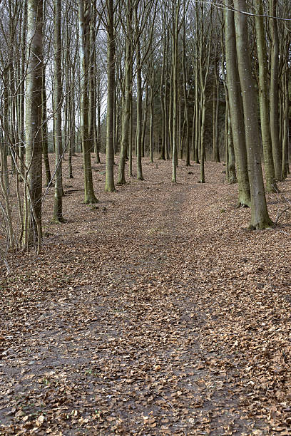 istock Nature's eloquent whispers: A pathway through towering beech trees in a serene winter woodland 2220319393