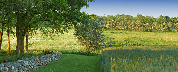 A serene meadow in full bloom under a vibrant blue sky. Oak trees stand gracefully along a rustic stone wall, while a lush variety of grasses and wildflowers paint the landscape in shimmering green hues.