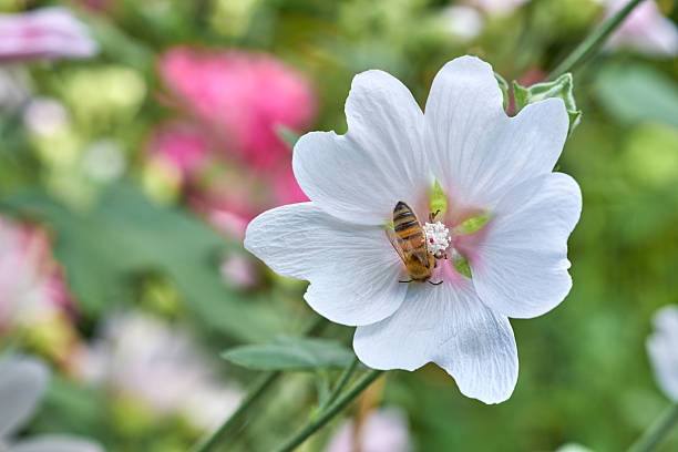 A vibrant garden scene showcasing a honeybee on an Alcea flower. Surrounded by colorful blossoms, this depiction captures the interaction between pollinators and nature, emphasizing beauty, vitality, and ecological harmony.